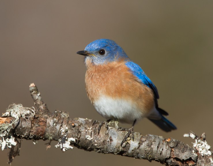 eastern-bluebird.jpg