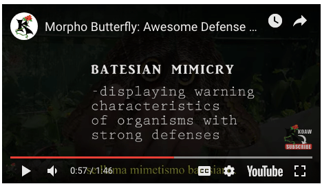 Screen Shot 2019-03-15 at 3.40.38 AM