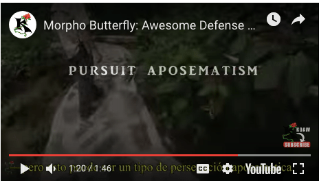 Screen Shot 2019-03-15 at 3.41.10 AM