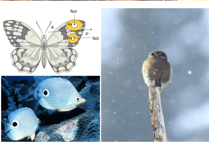 Screen Shot 2019-03-25 at 1.07.17 PM